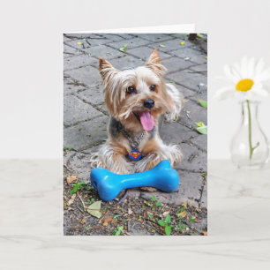 Cute Terrier Kaart