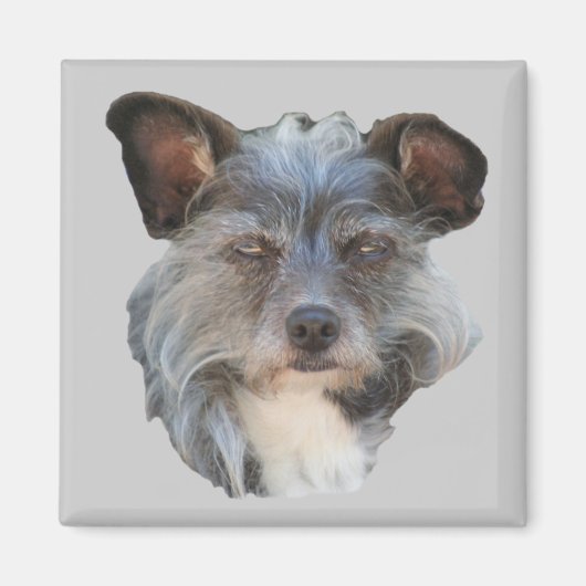 Cute Terrier Mixed Breed Mutt Dog Magnet (Voorkant)