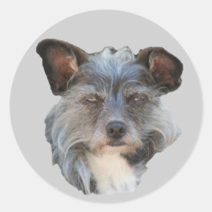Cute terrier Mixed Breed Mutt Dog Sticker