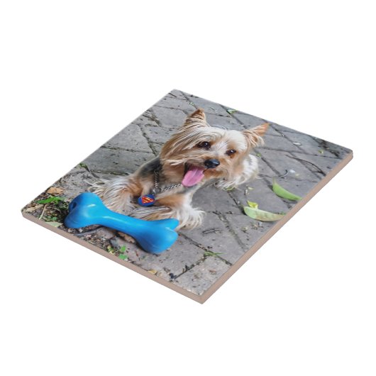 Cute Terrier Tegeltje (Zijkant)