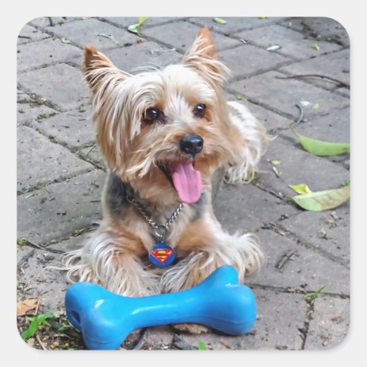Cute Terrier Vierkante Sticker (Voorkant)