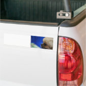 Cute Tibetan Spaniel Bumpersticker (Op Truck)