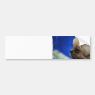 Cute Tibetan Spaniel Bumpersticker
