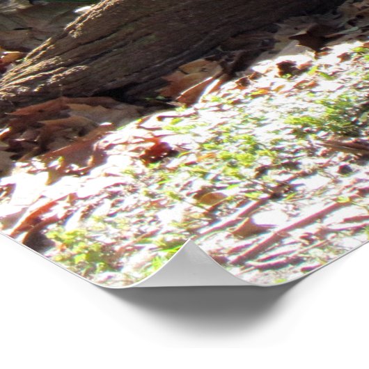 Cute Tiger Poster (Hoek)