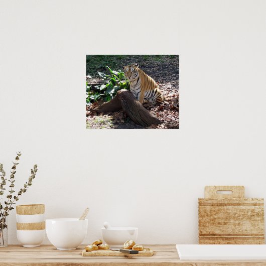 Cute Tiger Poster (Keuken)