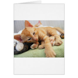 Cute Tiger Stripe Kitten