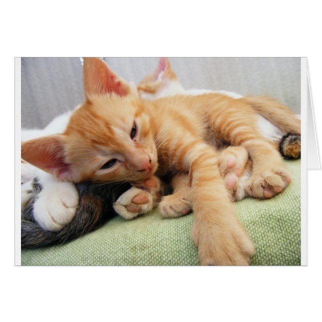 Cute Tiger Stripe Kitten (Voorkant Horizontaal)