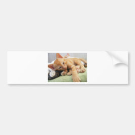 Cute Tiger Stripe Kitten Bumpersticker