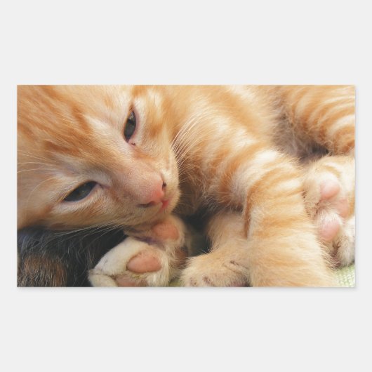Cute Tiger Stripe Kitten Rechthoekige Sticker (Voorkant)