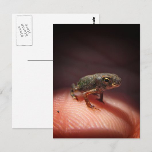 Cute Tiny Baby Toad / Tadpole Briefkaart (Voorkant / Achterkant)