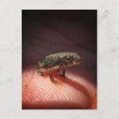 Cute Tiny Baby Toad / Tadpole Briefkaart (Voorkant)