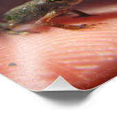 Cute Tiny Baby Toad / Tadpole Foto Afdruk (Hoek)
