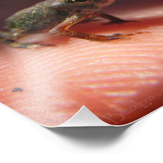 Cute Tiny Baby Toad / Tadpole Foto Afdruk (Hoek)