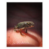 Cute Tiny Baby Toad / Tadpole Foto Afdruk (Voorkant)
