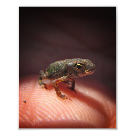 Cute Tiny Baby Toad / Tadpole Foto Afdruk (Voorkant)