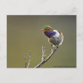 Cute Tiny Hummingbird Selasphorus flammula Briefkaart (Voorkant)