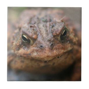 Cute Toad Face Animal Tegeltje