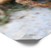 Cute Toad Face Close Poster (Hoek)