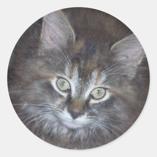 Cute Torbie Kitten Ronde Sticker (Voorkant)