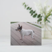 cute toy fox terrier/chihuahua dog postcard briefkaart (Staand voorkant)
