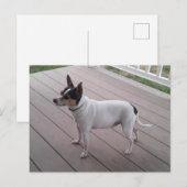 cute toy fox terrier/chihuahua dog postcard briefkaart (Voorkant / Achterkant)