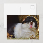 Cute Tri-color Guinee Pig Yawning Briefkaart (Voorkant / Achterkant)