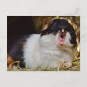 Cute Tri-color Guinee Pig Yawning Briefkaart (Voorkant)