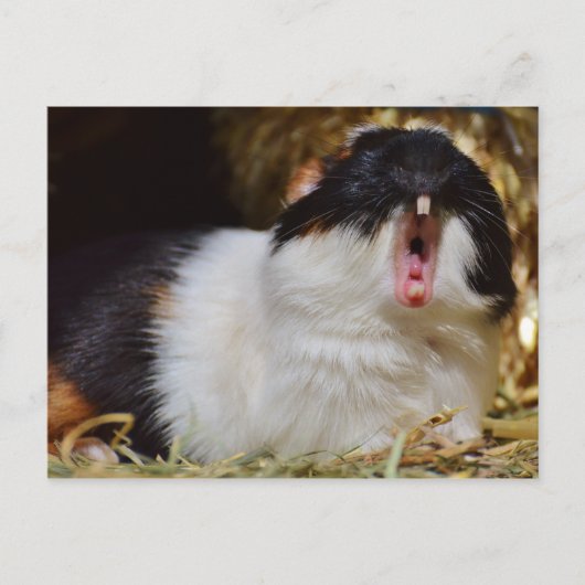 Cute Tri-color Guinee Pig Yawning Briefkaart (Voorkant)