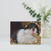 Cute Tri-color Guinee Pig Yawning Briefkaart (Staand voorkant)