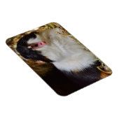 Cute Tri-color Guinee Pig Yawning Magneet (Rechterzijde)