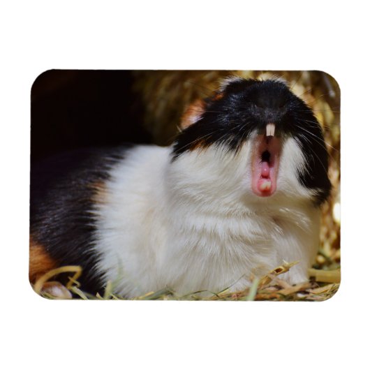 Cute Tri-color Guinee Pig Yawning Magneet (Horizontaal)