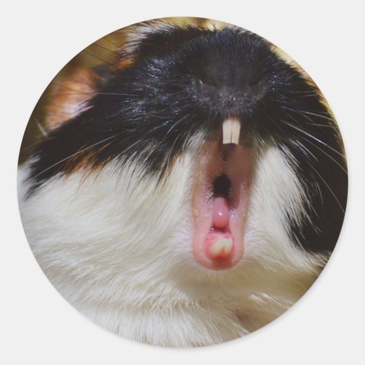 Cute Tri-color Guinee Pig Yawning Ronde Sticker (Voorkant)
