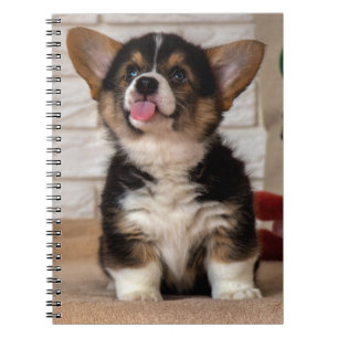 Cute Tri color Pembroke Welsh Corgi Puppy Dog Notitieboek