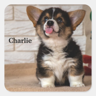 Cute Tri color Pembroke Welsh Corgi Puppy Dog Vierkante Sticker