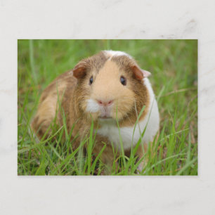 Cute, Tricolor Guinee Pig in Green Grass Briefkaart