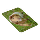 Cute Tricolor Guinee Pig in Green Grass Magneet (Rechterzijde)