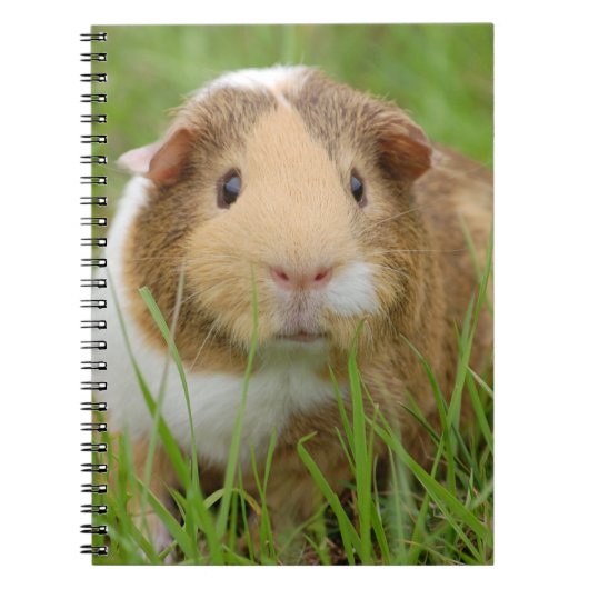 Cute Tricolor Guinee Pig in Green Grass Notitieboek (Voorkant)