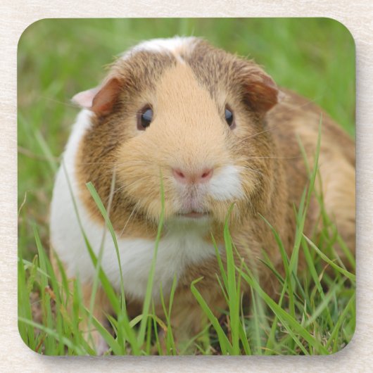 Cute Tricolor Guinee Pig in Green Grass Onderzetter (Voorkant)
