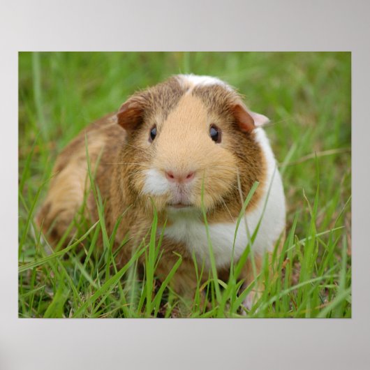 Cute Tricolor Guinee Pig in Green Grass Poster (Voorkant)