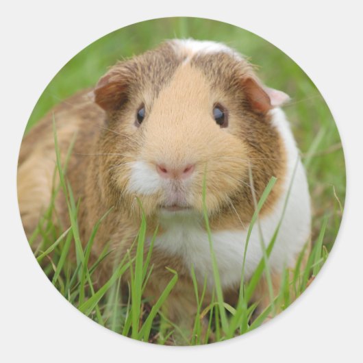 Cute Tricolor Guinee Pig in Green Grass Ronde Sticker (Voorkant)