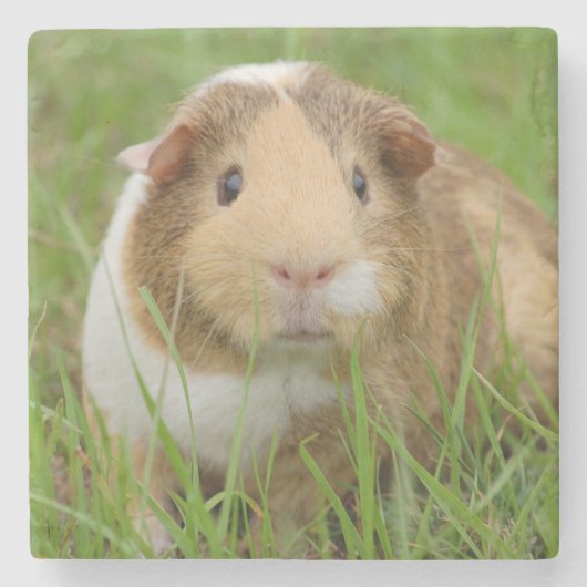 Cute Tricolor Guinee Pig in Green Grass Stenen Onderzetter (Voorkant)