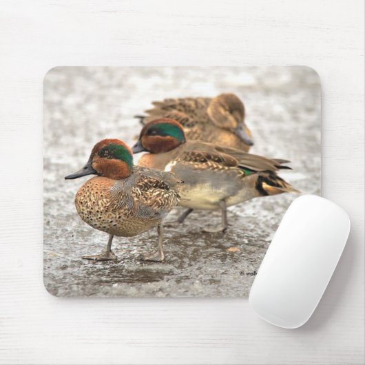 Cute Trio of Green-Winged Teals Ducks Muismat (Met muis)