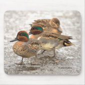 Cute Trio of Green-Winged Teals Ducks Muismat (Voorkant)