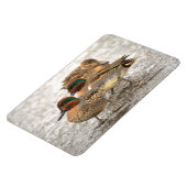 Cute Trio of Green-Winged Teals Magneet (Linkerzijde)