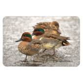 Cute Trio of Green-Winged Teals Magneet (Horizontaal)