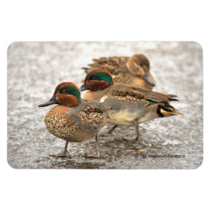 Cute Trio of Green-Winged Teals Magneet