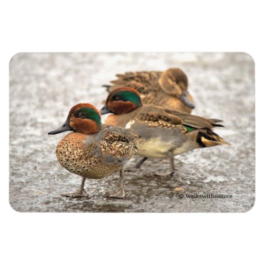 Cute Trio of Green-Winged Teals Magneet (Horizontaal)