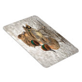 Cute Trio of Green-Winged Teals Magneet (Rechterzijde)