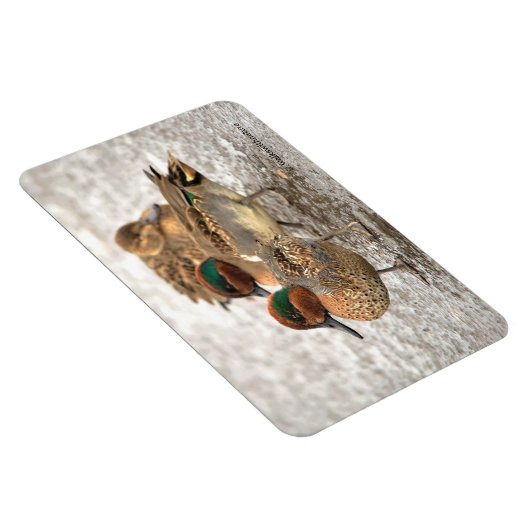 Cute Trio of Green-Winged Teals Magneet (Rechterzijde)