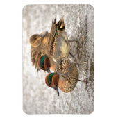 Cute Trio of Green-Winged Teals Magneet (Verticaal)